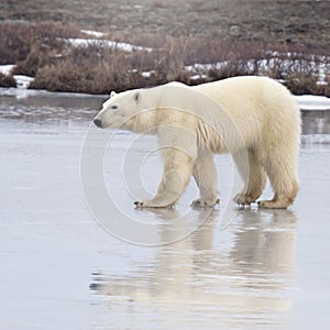 Polar bear walking on thin ice