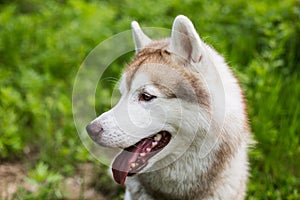 Profile image of beautiful dog breed siberian husky sitting in the forest.