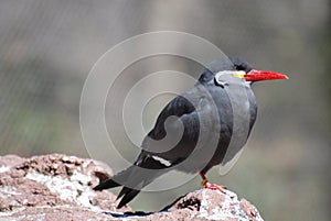 Profile of an Inca Tern Standing on a Rock
