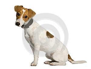 Profile of Jack Russell Terrier sitting