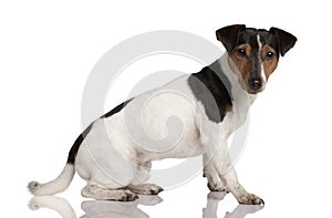 Profile of Jack Russell Terrier, sitting