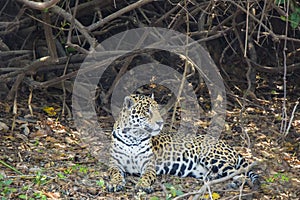 Profile of Jaguar Lying on Forest Floor