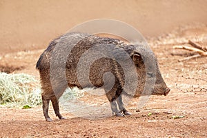 Profile of Javelina Collard Peccary photo