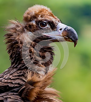 Profile of juvenile Cinereous vultures
