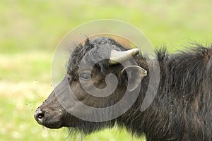 Profile of juvenile water buffalo