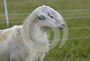 Profile of a Katahdin sheep ram