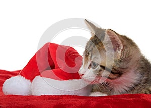 Profile of kitten next to small santa hat, isolated
