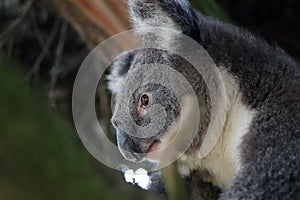 Profile on Koala bear in South Australia
