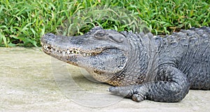 Profile of a large American alligator near green plants