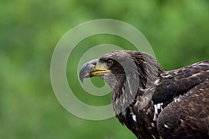 Profile of large, immature bald eagle with a scrap of food on its beak