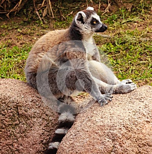 Profile of a lemur of a madagascar