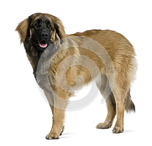 Profile of Leonberger dog, standing photo