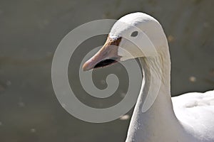 Profile of a Lesser Snow Goose (Chen caerulescens) photo