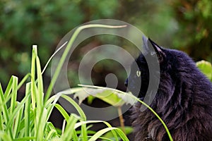 Profile line of a norwegian forest cat