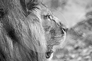 Profile of lion head with mane. Photographed in monochrome at Port Lympne Safari Park near Ashford Kent UK.