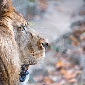 Profile of lion head with mane in square format. Photographed at Port Lympne Safari Park, Ashford Kent UK.