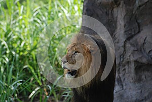 Profile of a Lion with his Head Turned To The Side