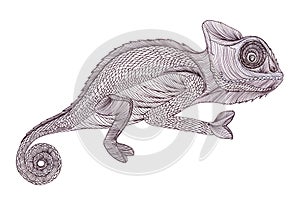 Profile Lizard.Chameleon. Hand drawn.Graphic style