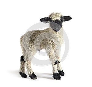 Profile of a lovely Lamb Valais Blacknose sheep three weeks old photo