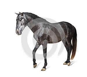 Profile Lusitano walking, Portuguese horse, isolated on white photo