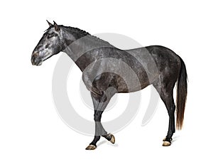Profile Lusitano walking, Portuguese horse, isolated photo