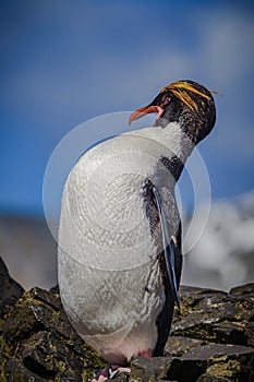 Profile of macaroni penguin preens.CR2