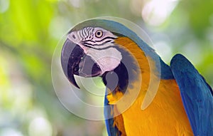 Profile of a macaw parrot