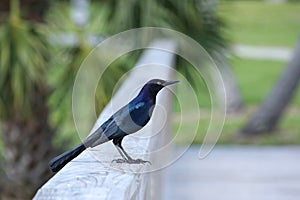Profile of a male boat tailed grackle