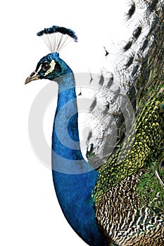 Profile of Male Indian Peafowl