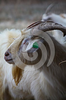 Profile of male Kiko goat