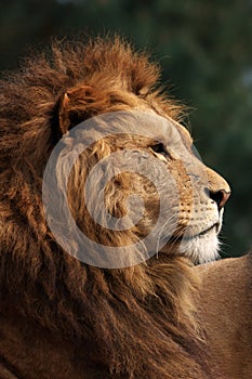 Profile of a male lion