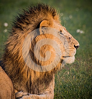 Profile of male lion posing in Kenya