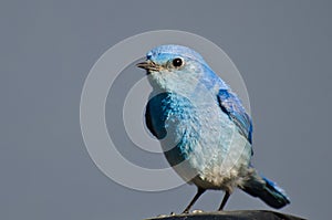 Profile of a Male Mountain Bluebird