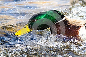 Profile of Mallard Duck as it Surges Forward in the Water
