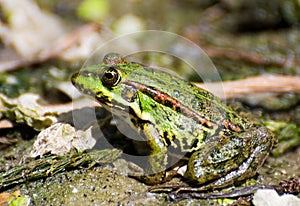 Profile of marsh green frog sitting in the water