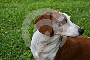 Profile of Miniature Double Dapple Dachshund Dog