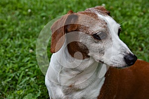 Profile of Miniature Double Dapple Dachshund Dog