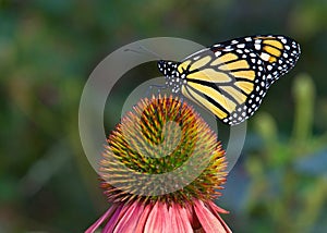 Profile of Monarch butterfly on coneflower shallow DOF