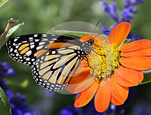 Profile Monarch Butterfly Feeding photo