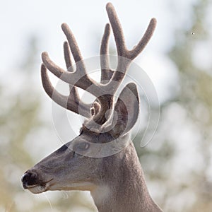 Profile of mule deer buck with velvet antler