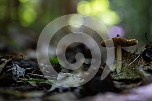 Profile of a Mushroom Amid Decaying Leaves