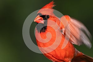 Profile of a Northern Cardinal While Perched on a Branch of a Tree