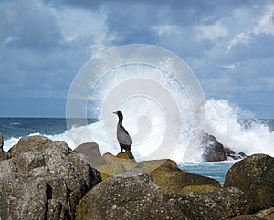 Profile of an ocean bird