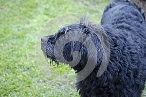 Profile of an old and dirty black dog