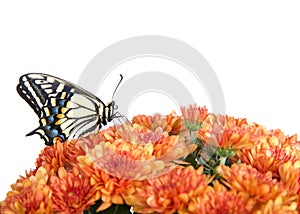 Profile of an old world swallowtail butterfly on mums, isolated