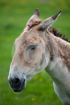 Profile of an Onager