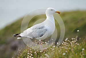 Profile of One Seagull On Cliff Edge.