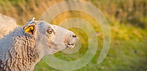 Profile of one sheep in a meadow at sunset on lush farmland. Shaved sheered wooly sheep eating grass on a field. Wild