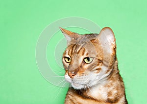 Profile of an orange and brown bengal cat