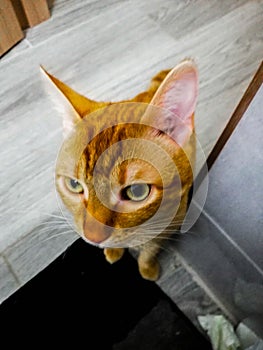 Profile of  Orange male cat